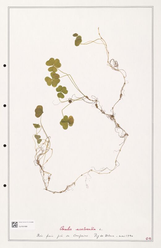 Oxalis acetosella  (Orobanchaceae)