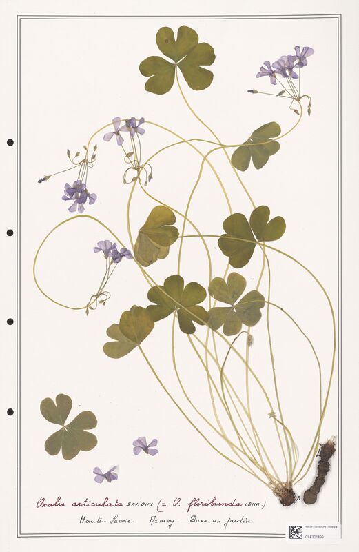 Oxalis articulata  (Orobanchaceae)