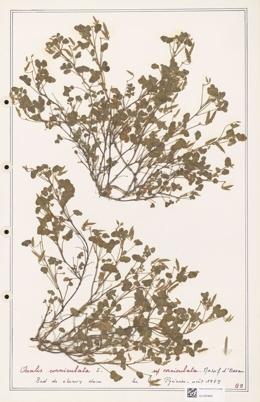 Oxalis corniculata  (Orobanchaceae)