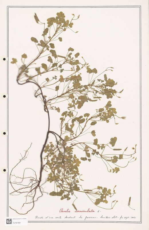 Oxalis corniculata  (Orobanchaceae)