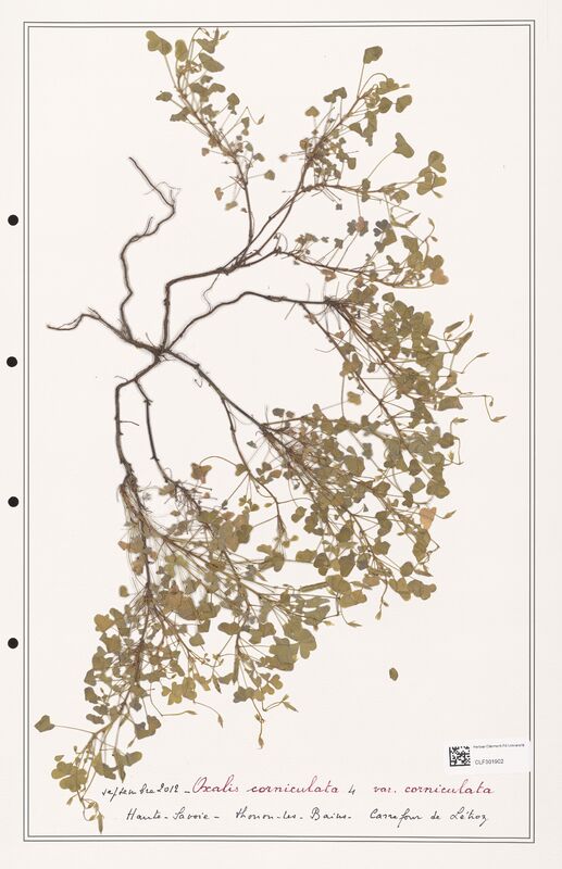 Oxalis corniculata  (Orobanchaceae)