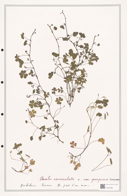 Oxalis corniculata  (Orobanchaceae)