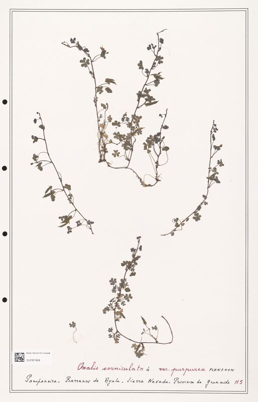 Oxalis corniculata  (Orobanchaceae)