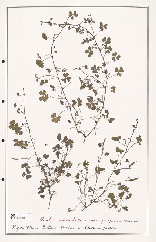 Oxalis corniculata  (Orobanchaceae)