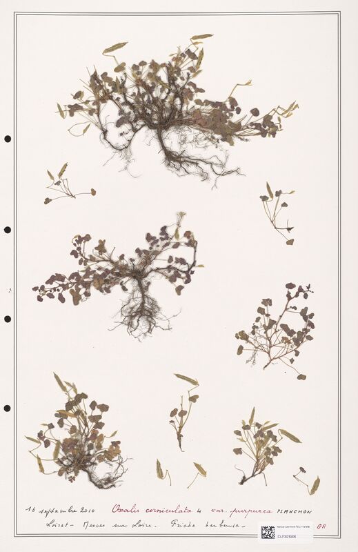 Oxalis corniculata  (Orobanchaceae)