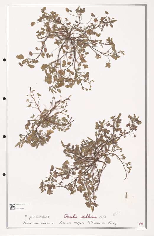 Oxalis dillenii  (Orobanchaceae)