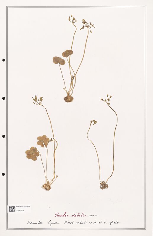 Oxalis debilis  (Orobanchaceae)