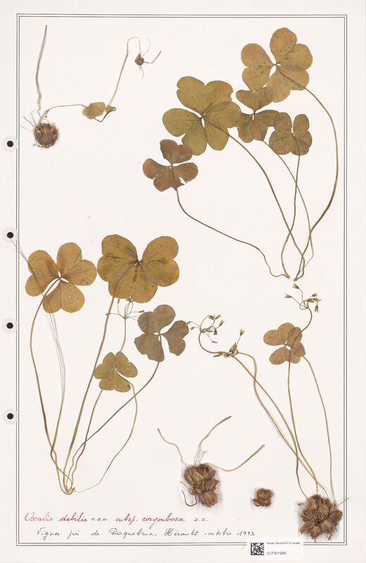 Oxalis debilis  (Orobanchaceae)