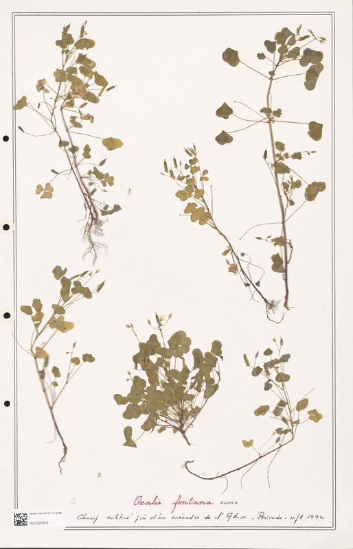 Oxalis fontana  (Orobanchaceae)