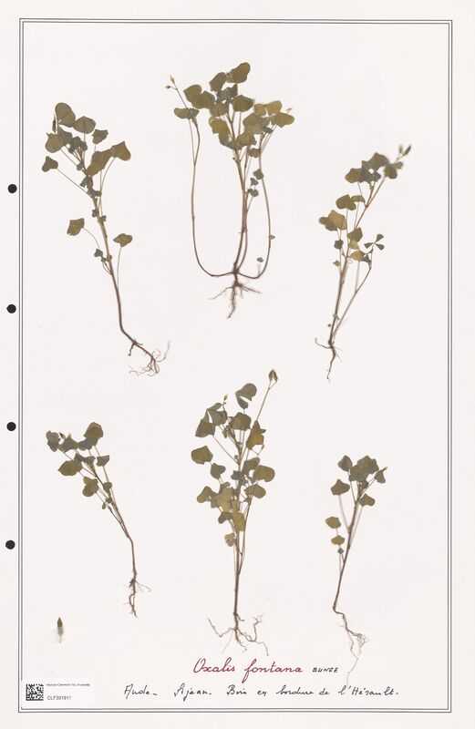 Oxalis fontana  (Orobanchaceae)