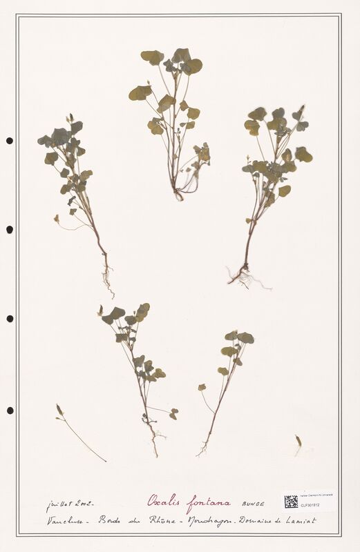 Oxalis fontana  (Orobanchaceae)