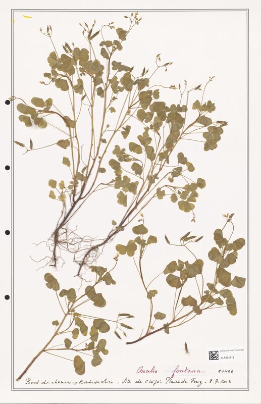 Oxalis fontana  (Orobanchaceae)