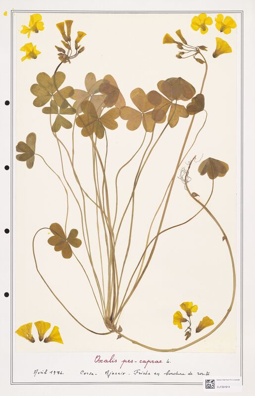 Oxalis pes caprae  (Orobanchaceae)