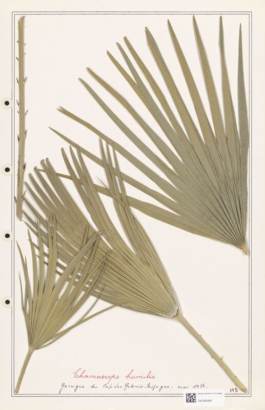 Oxalis humilis  (Orobanchaceae)