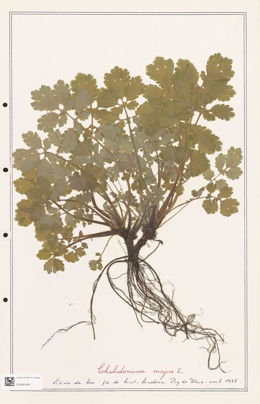 Chelidonium majus  (Papaveraceae)