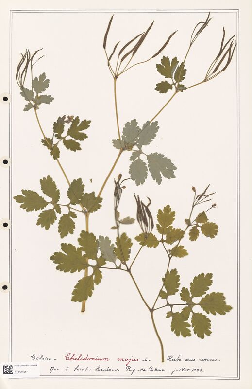 Chelidonium majus  (Papaveraceae)