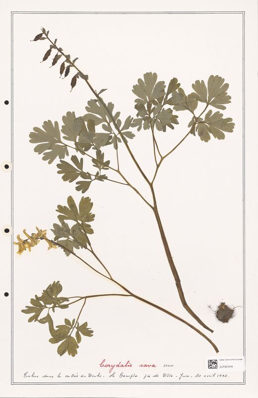 Corydalis cava  (Papaveraceae)