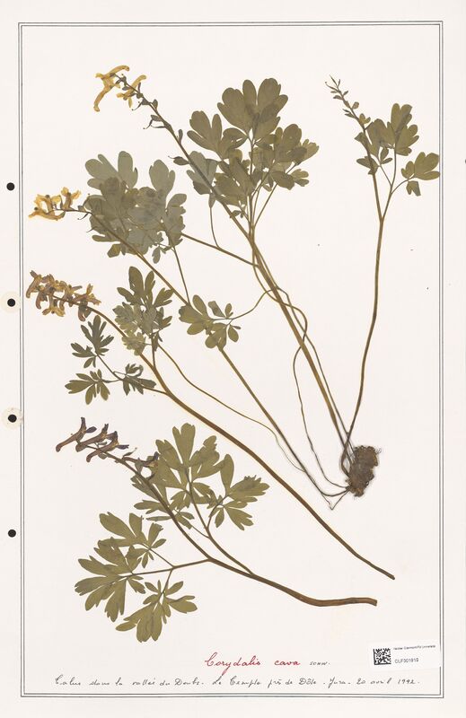 Corydalis cava  (Papaveraceae)