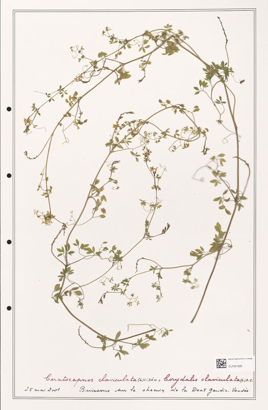 Corydalis claviculata  (Papaveraceae)