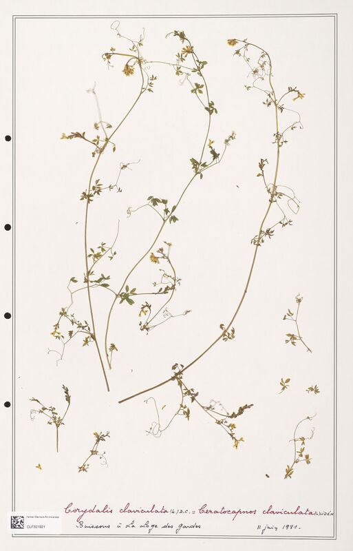 Corydalis claviculata  (Papaveraceae)