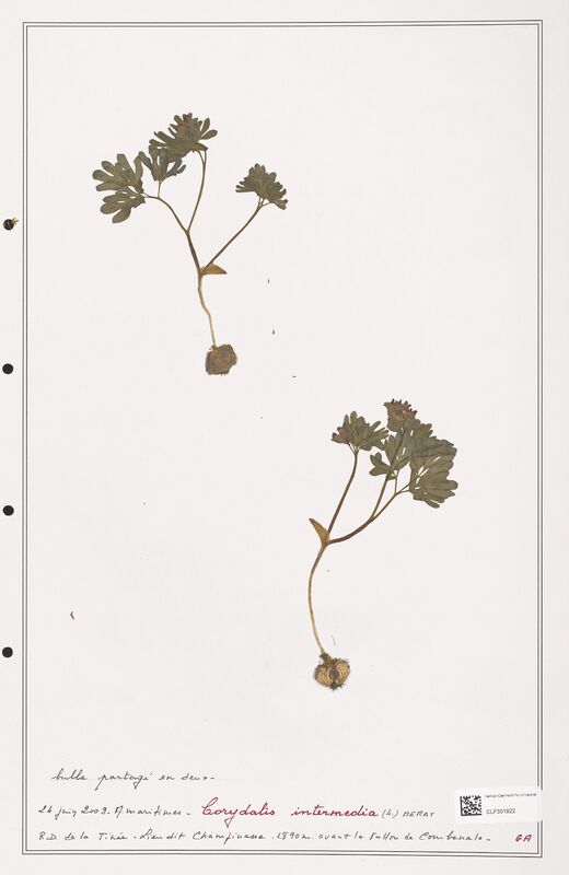 Corydalis intermedia  (Papaveraceae)