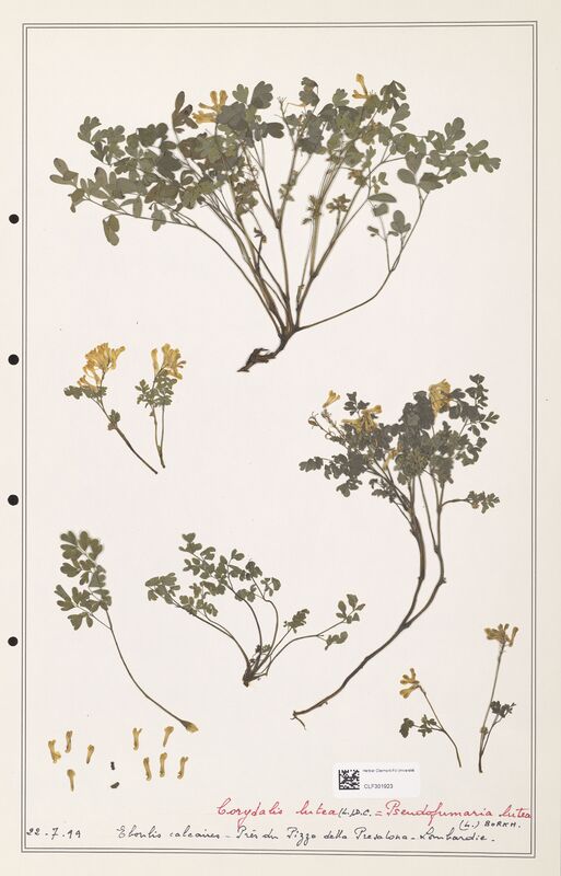 Corydalis lutea  (Papaveraceae)