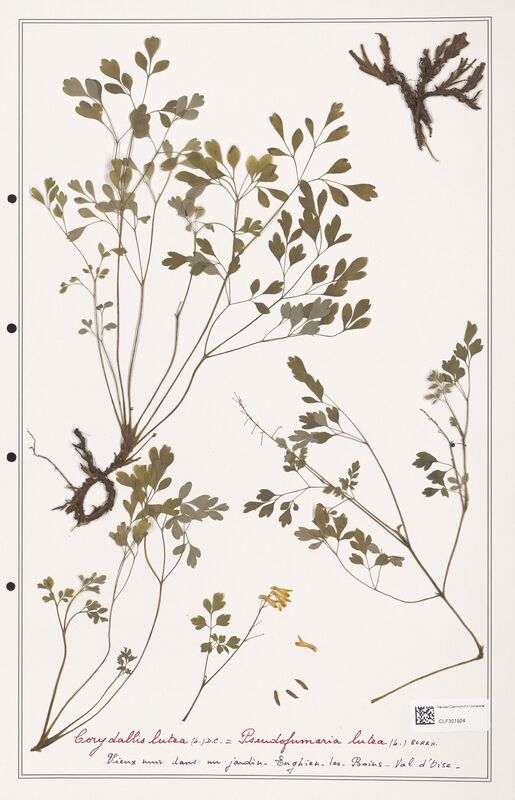 Corydalis lutea  (Papaveraceae)