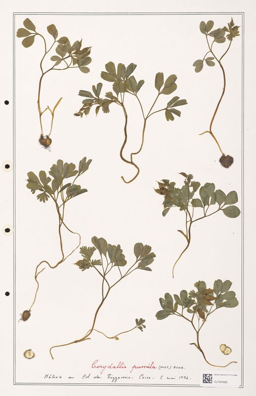 Corydalis pumila  (Papaveraceae)