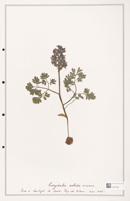 Corydalis solida  (Papaveraceae)