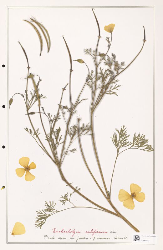 Eschscholzia californica  (Papaveraceae)