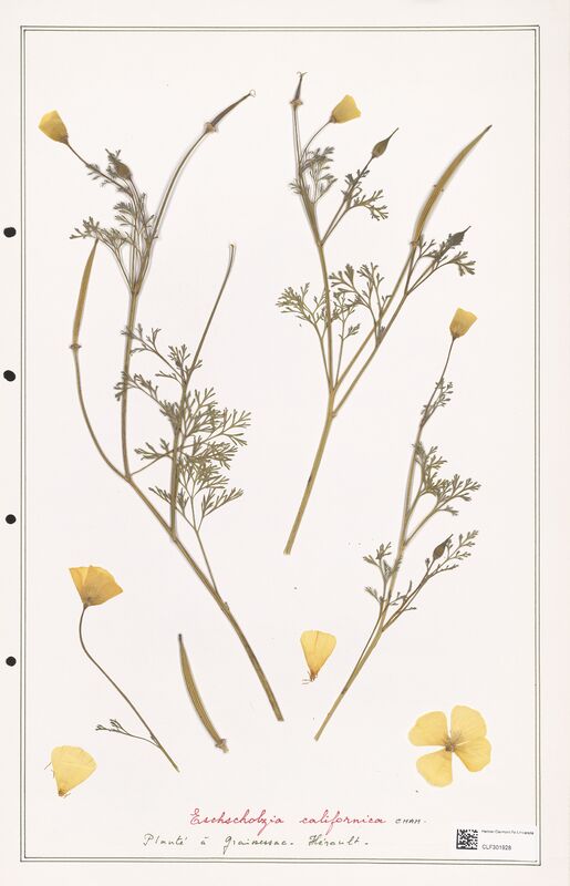 Eschscholzia californica  (Papaveraceae)