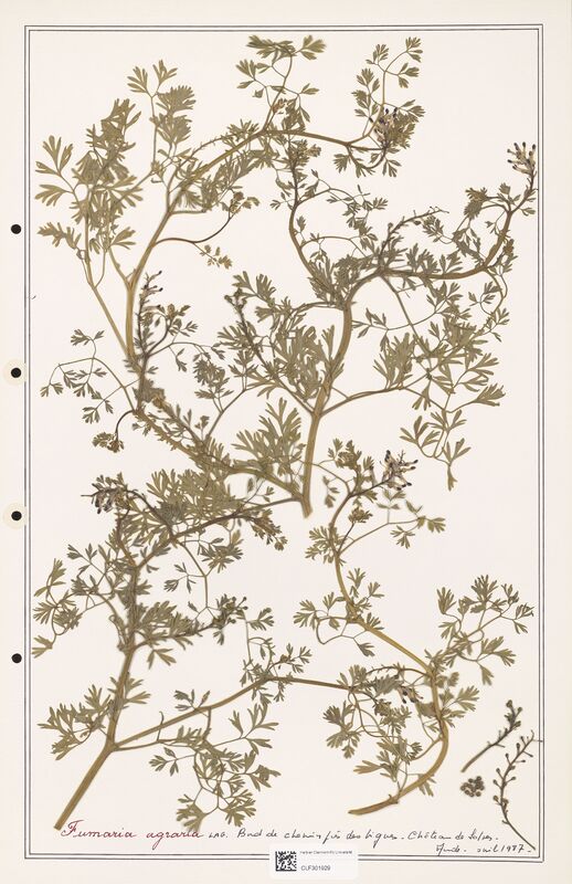 Fumaria agraria  (Papaveraceae)