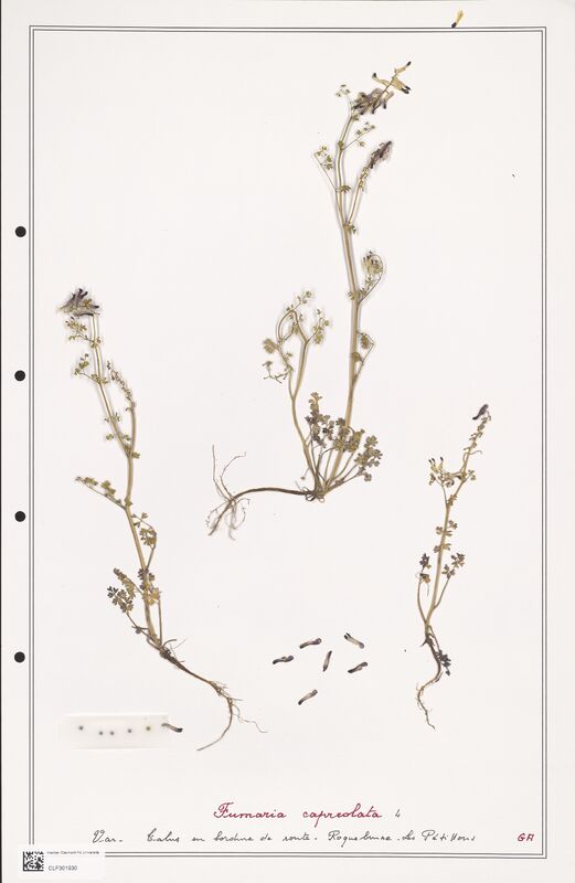 Fumaria capreolata  (Papaveraceae)