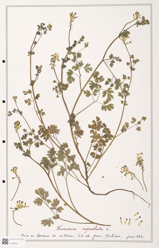 Fumaria capreolata  (Papaveraceae)