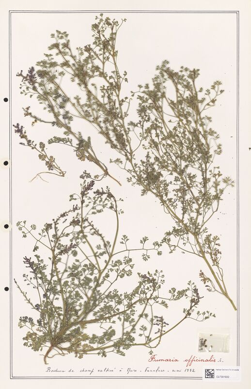 Fumaria officinalis  (Papaveraceae)