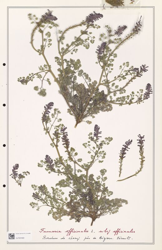 Fumaria officinalis  (Papaveraceae)