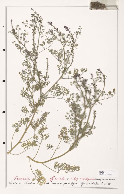 Fumaria officinalis  (Papaveraceae)