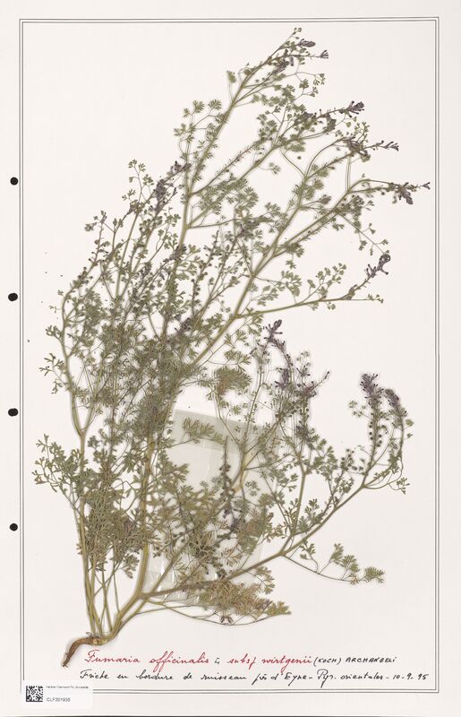 Fumaria officinalis  (Papaveraceae)