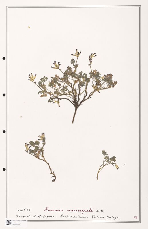 Fumaria macrosepale  (Papaveraceae)