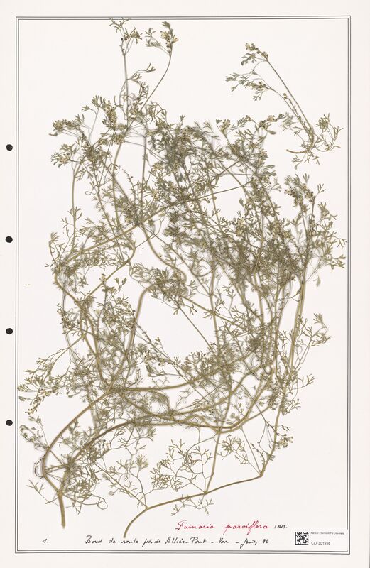 Fumaria parviflora  (Papaveraceae)