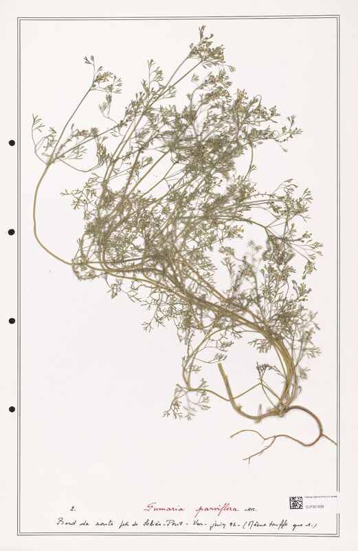 Fumaria parviflora  (Papaveraceae)