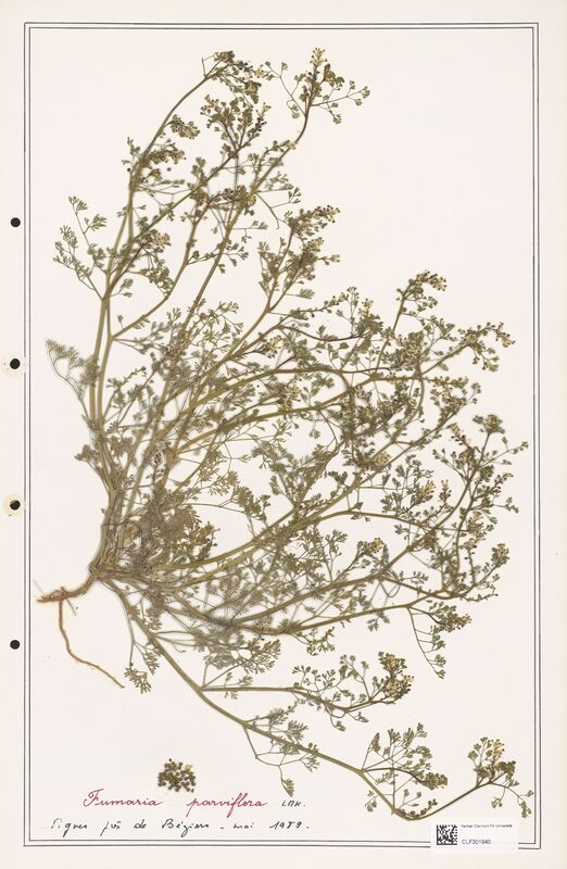 Fumaria parviflora  (Papaveraceae)