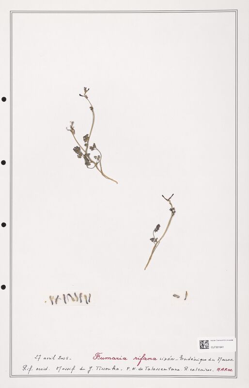 Fumaria rifana  (Papaveraceae)