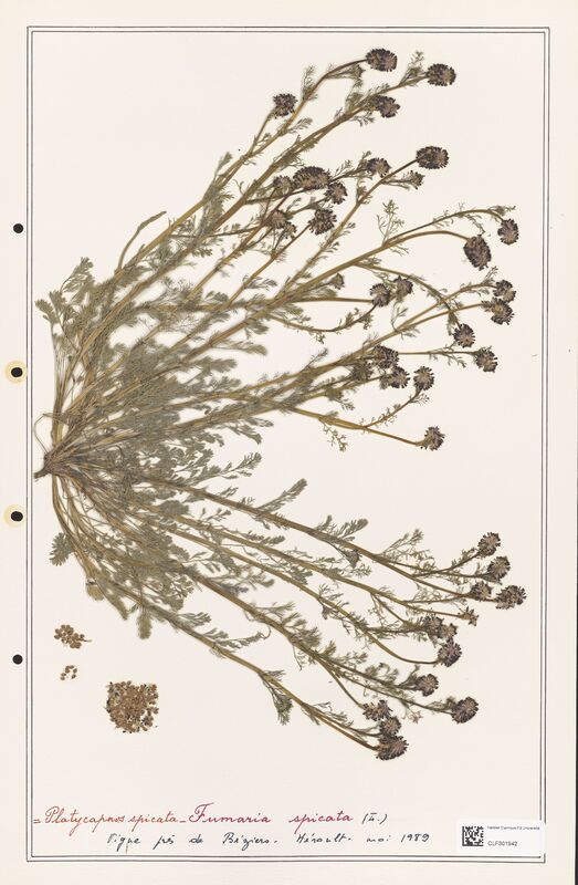 Fumaria spicata  (Papaveraceae)