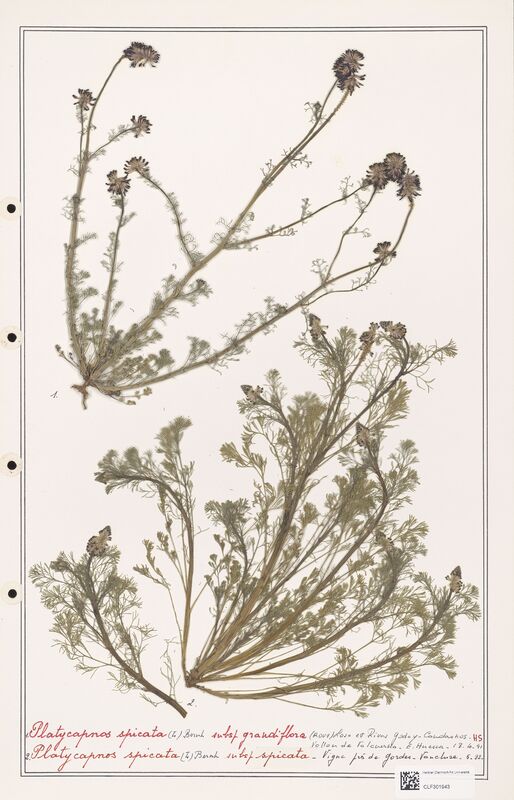 Platycapnos spicata  (Papaveraceae)