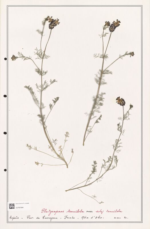 Platycapnos tenuiloba  (Papaveraceae)