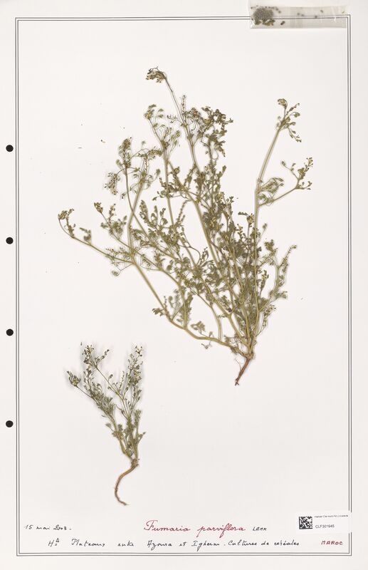 Fumaria parviflora  (Papaveraceae)