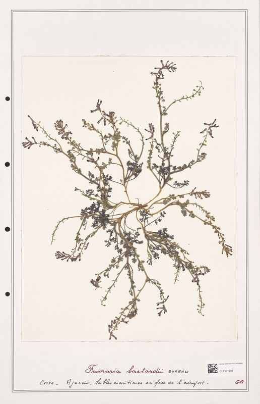 Fumaria bastardii  (Papaveraceae)