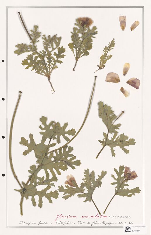 Glaucium corniculatum  (Papaveraceae)