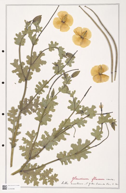 Glaucium flavum  (Papaveraceae)